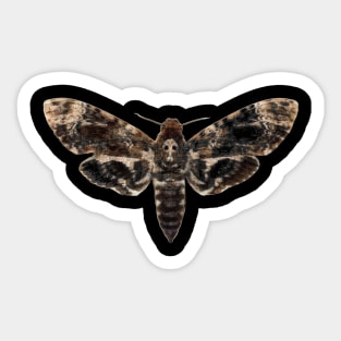 Death Head Moth | Skull Moth | Death Moth | Hawk Moth Sticker